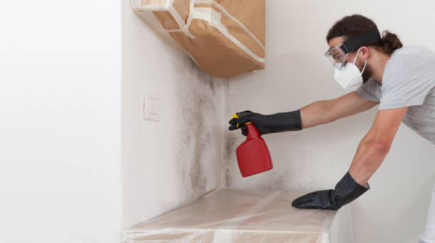 Professional Mold Removal technician working in Chandler, TX
