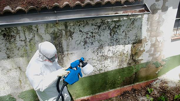 Top rated local Mold Removal specialists in Chandler, TX